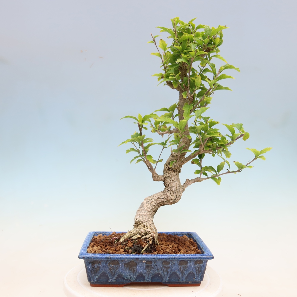 Venkovní bonsai - Hibiscus syriacus - Ibišek syrský