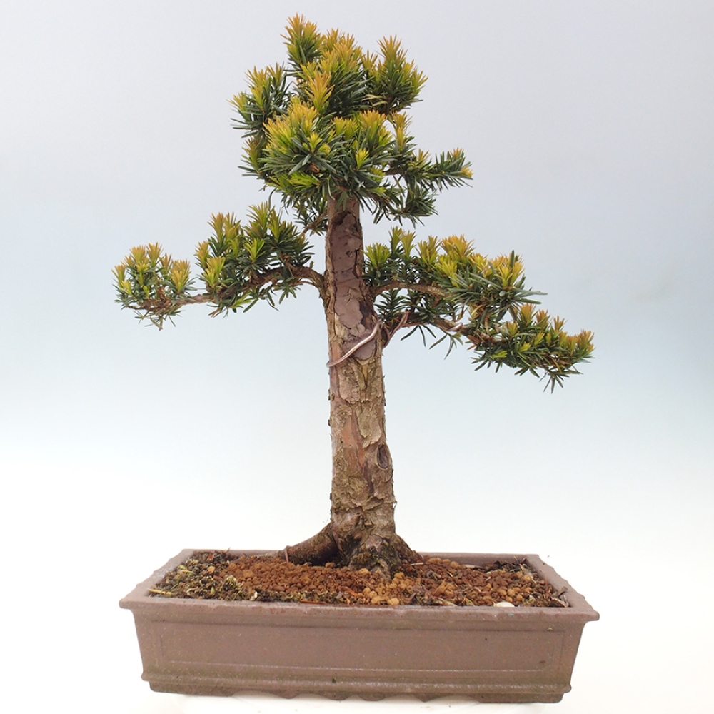 Venkovní bonsai - Taxus cuspidata  - Tis japonský