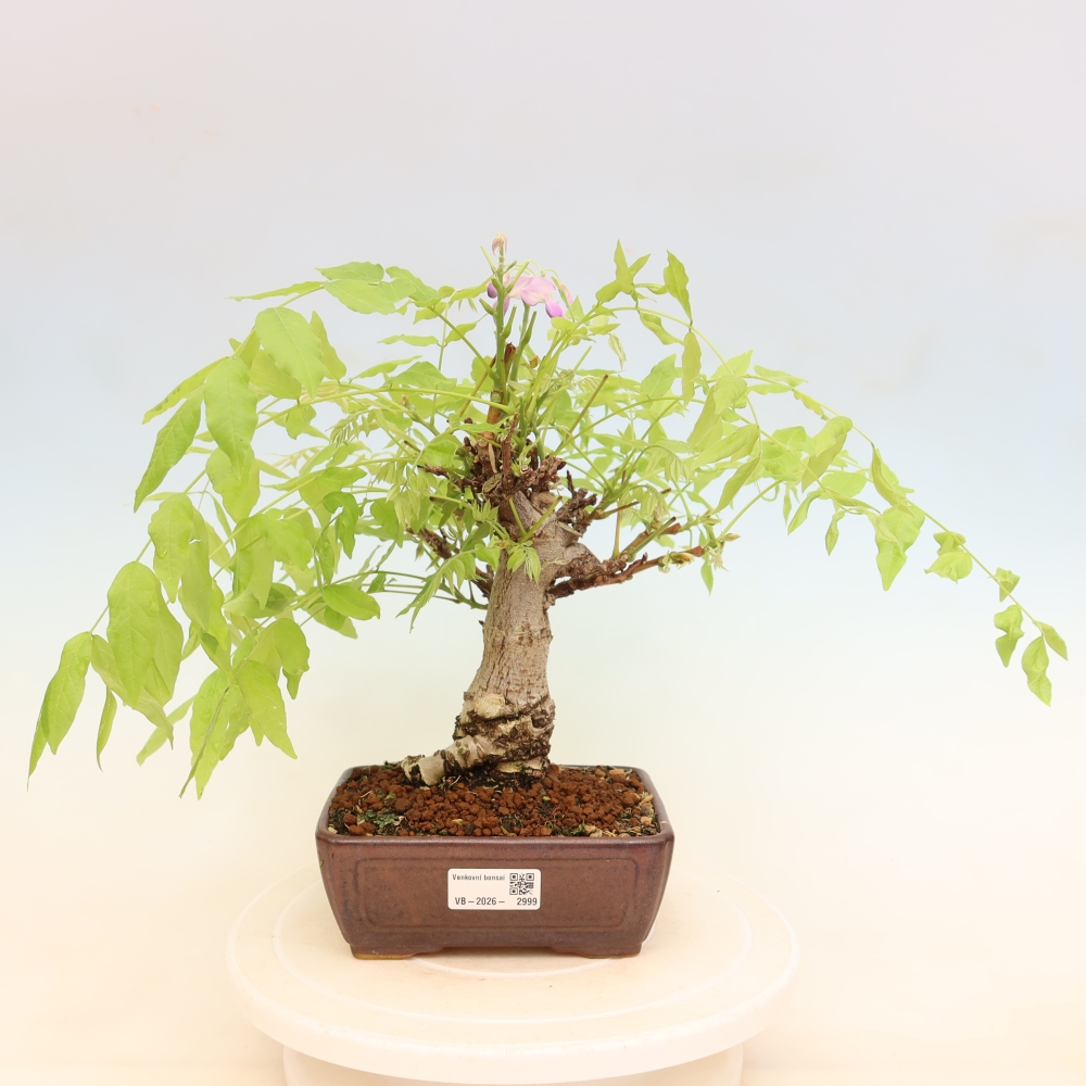Venkovní bonsai - Vistarie květnatá - Wisteria floribunda
