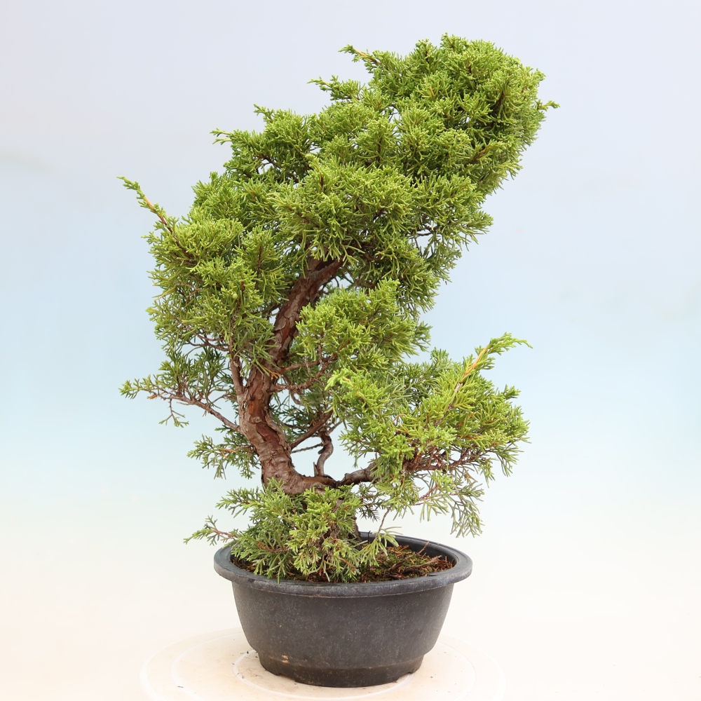 Venkovní bonsai - Juniperus chinensis Itoigawa-Jalovec čínský