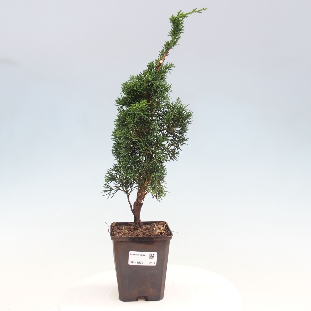 Venkovní bonsai - Juniperus chinensis Kishu -Jalovec čínský