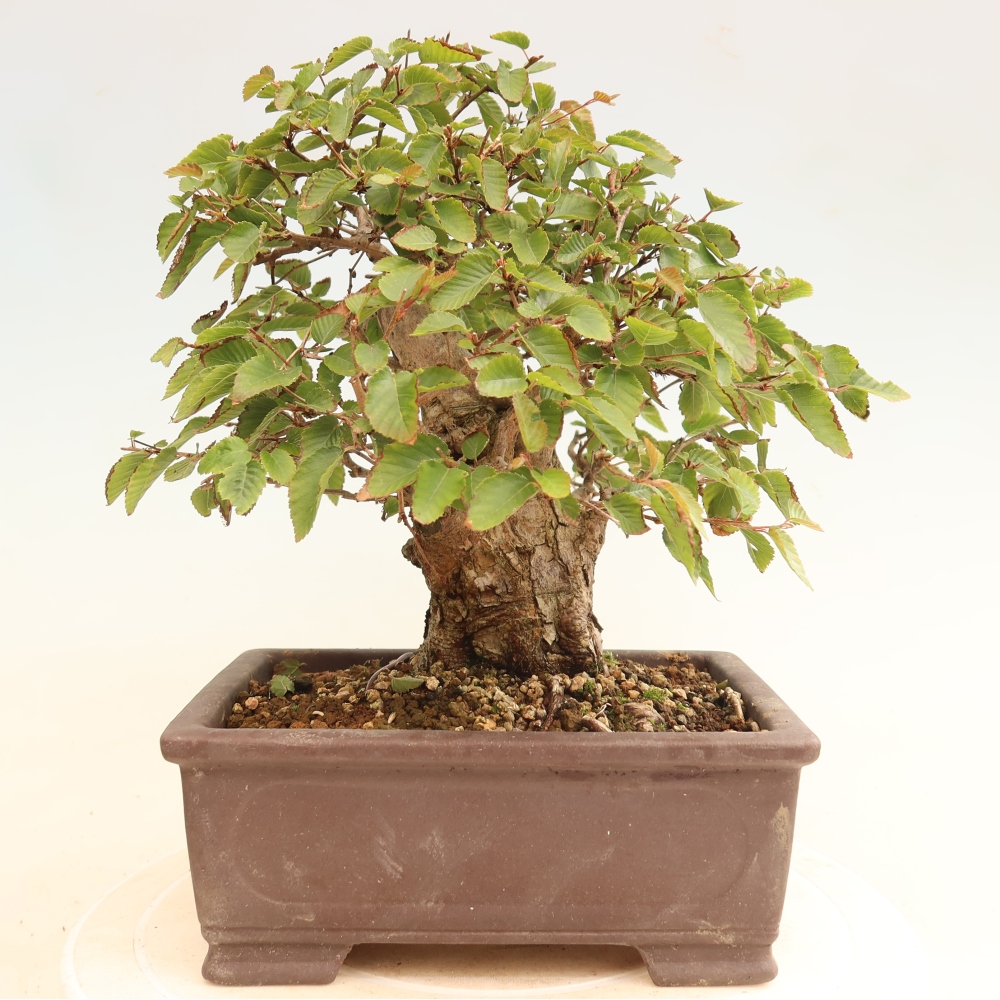 Venkovní bonsai -Carpinus CARPINOIDES - Habr korejský