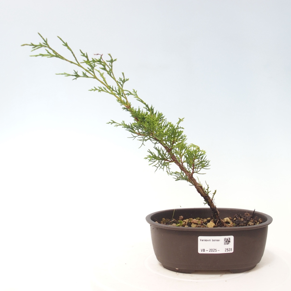 Venkovní bonsai - Juniperus chinensis Itoigawa -Jalovec čínský