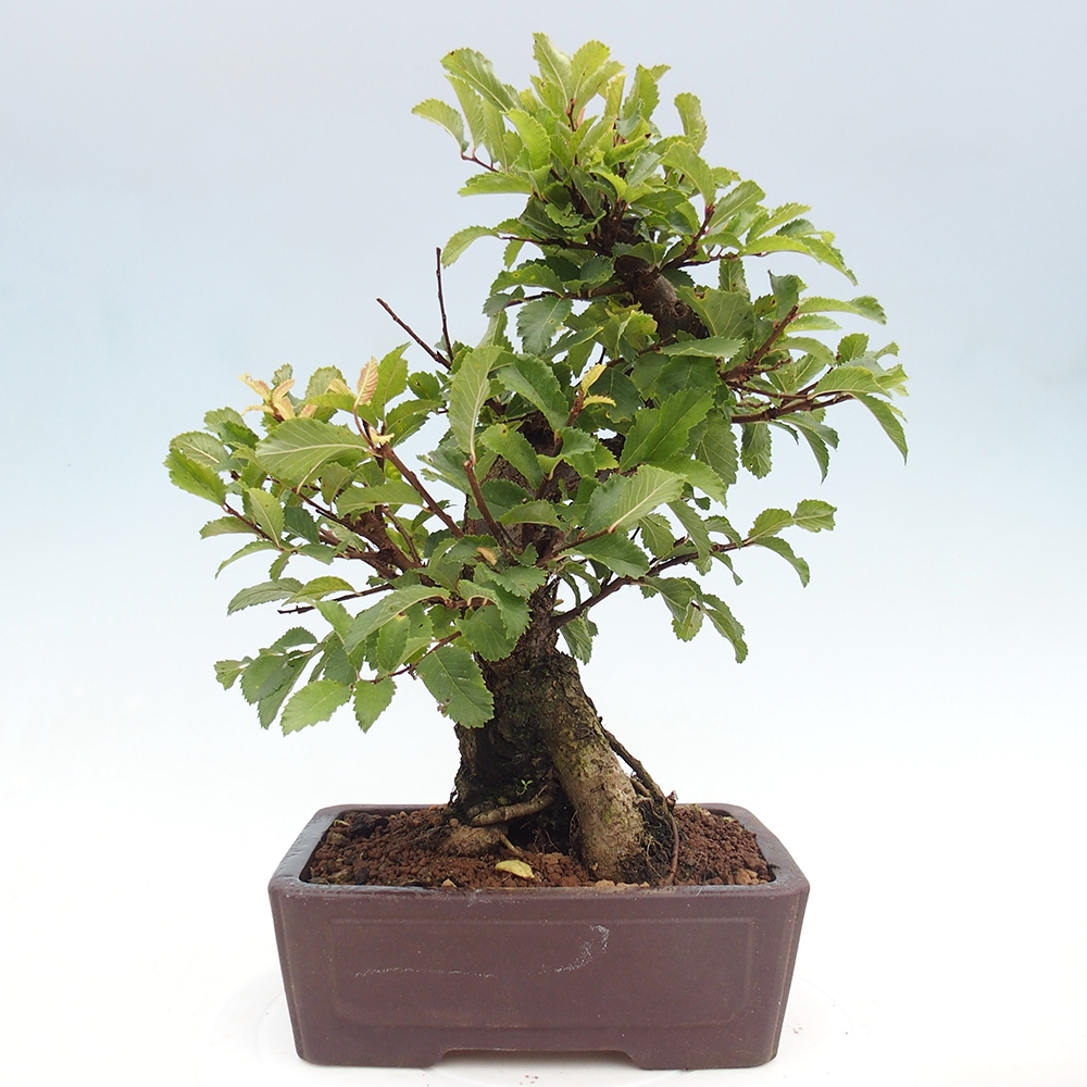 Venkovní bonsai - Zelkova - Zelkova serrata