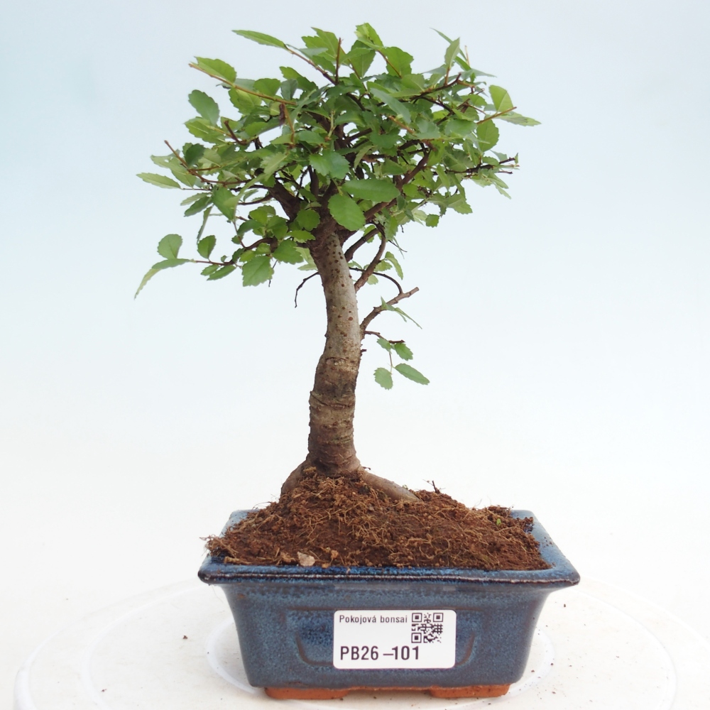 Pokojová bonsai - Ulmus parvifolia - Malolistý jilm