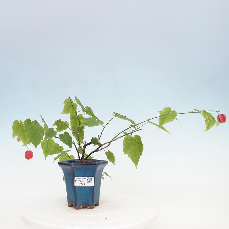 Pokojová bonsai - Abutilon Big Bell - Mračňák poříční