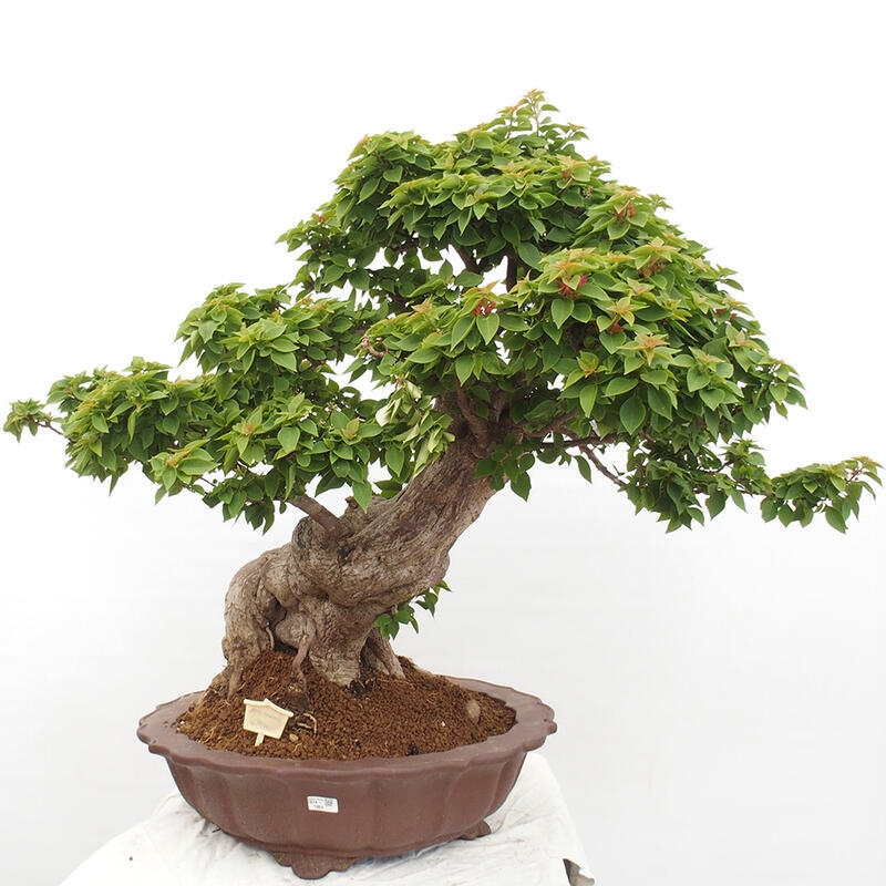 Pokojová bonsai - Bouganwilea