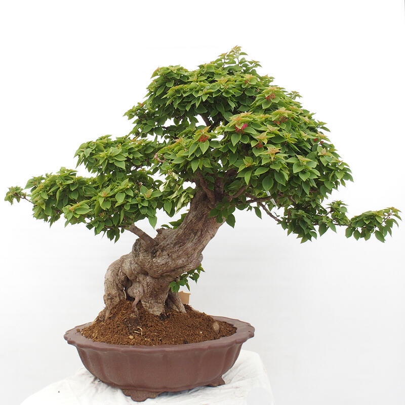 Pokojová bonsai - Bouganwilea