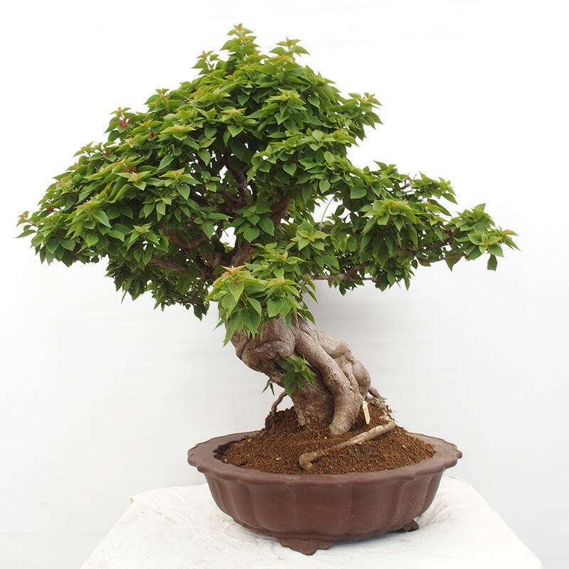 Pokojová bonsai - Bouganwilea
