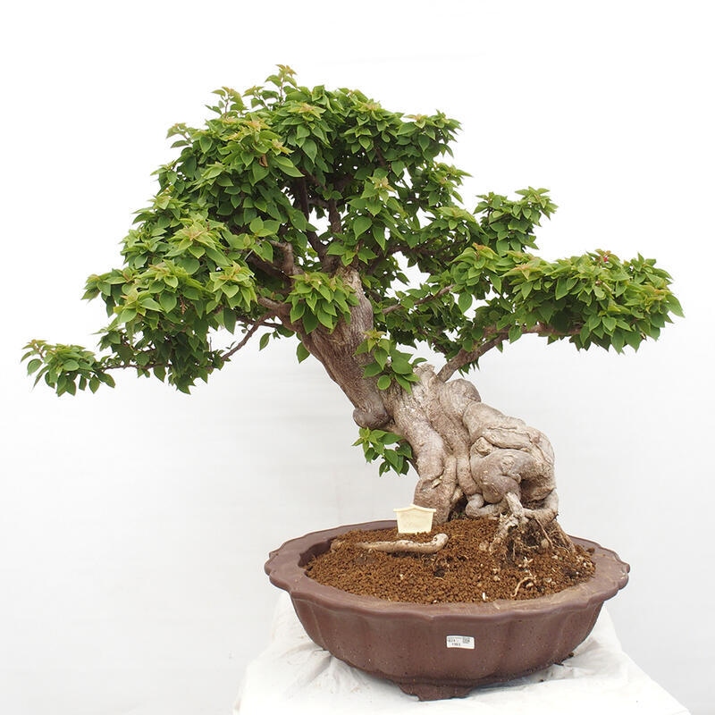 Pokojová bonsai - Bouganwilea
