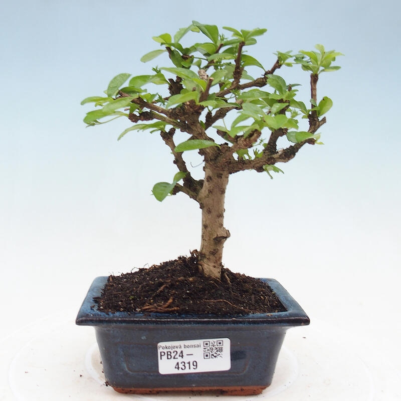 Pokojová bonsai - Carmona macrophylla - Čaj fuki