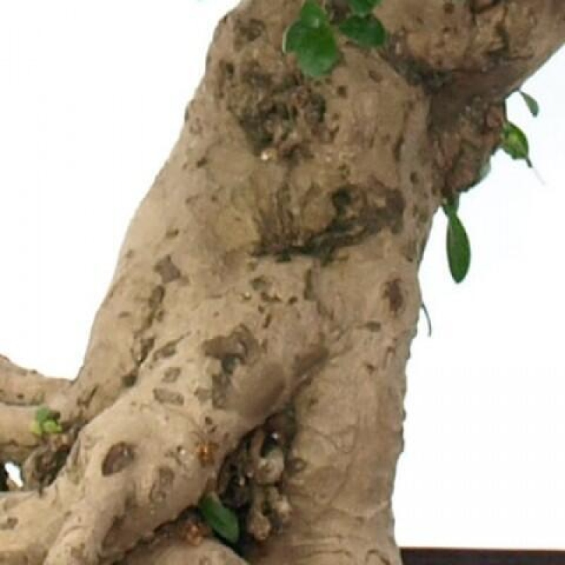 Pokojová bonsai - Carmona macrophylla - Čaj fuki