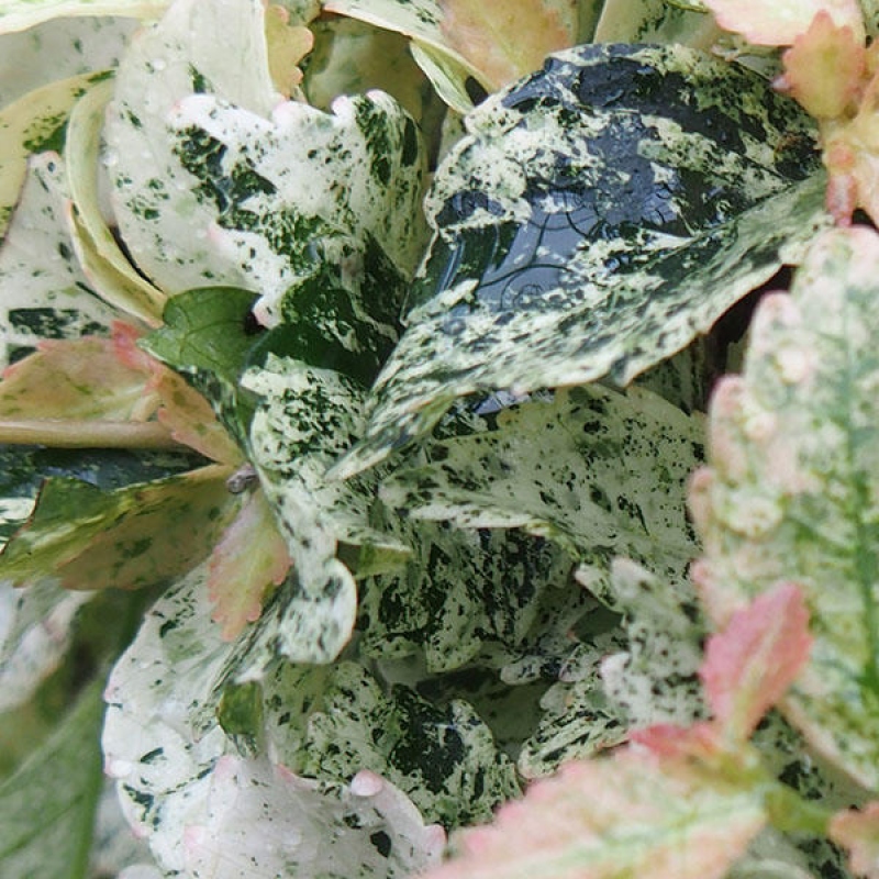 Pokojová bonsai - Duranta variegata 