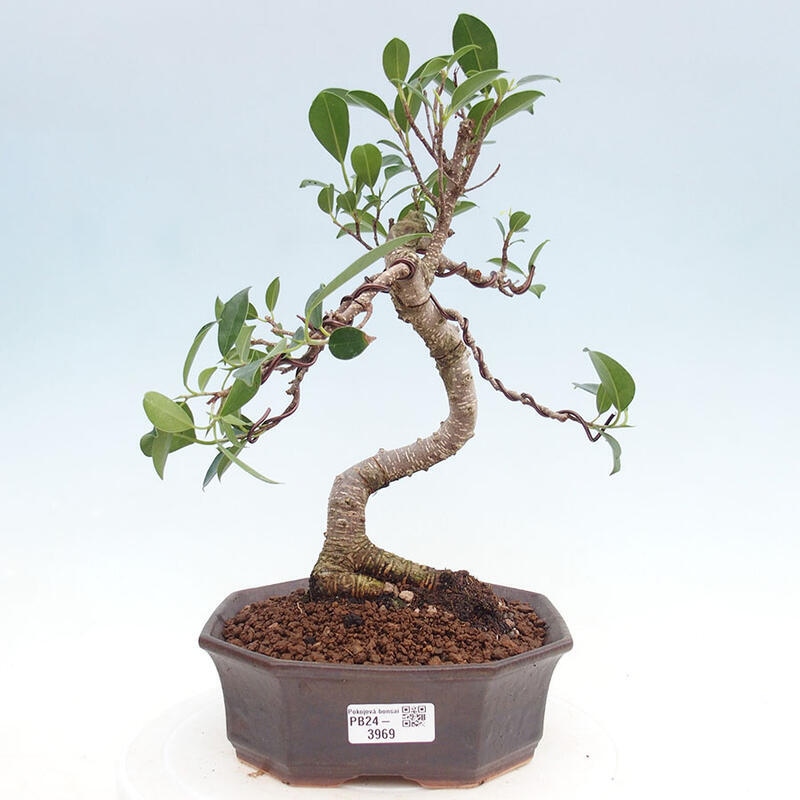 Pokojová bonsai - Ficus kimmen -  malolistý fíkus