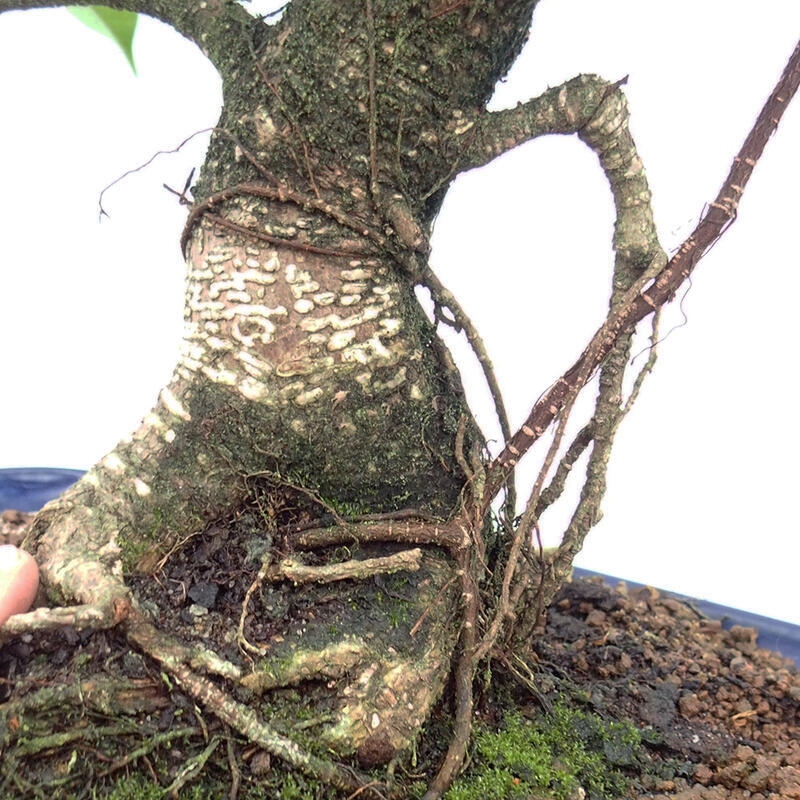 Pokojová bonsai - Ficus kimmen -  malolistý fíkus