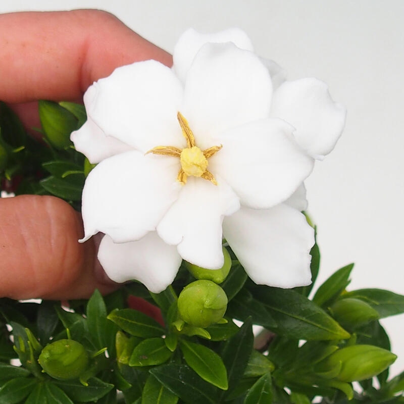 Pokojová bonsai - Gardenia jasminoides-Gardenie