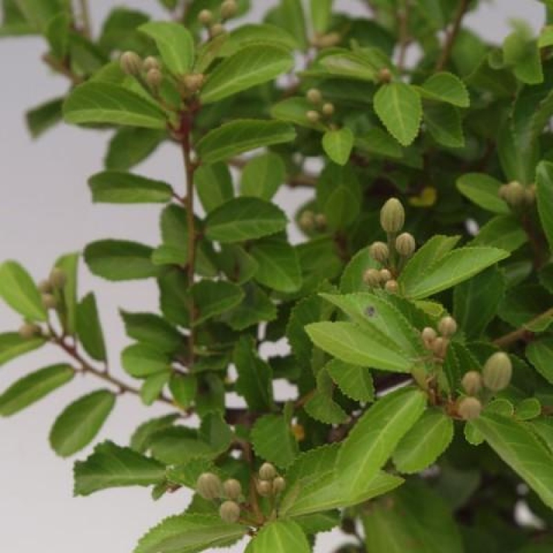 Pokojová bonsai-Grewia occidentalis- Hvězdice lavandulová