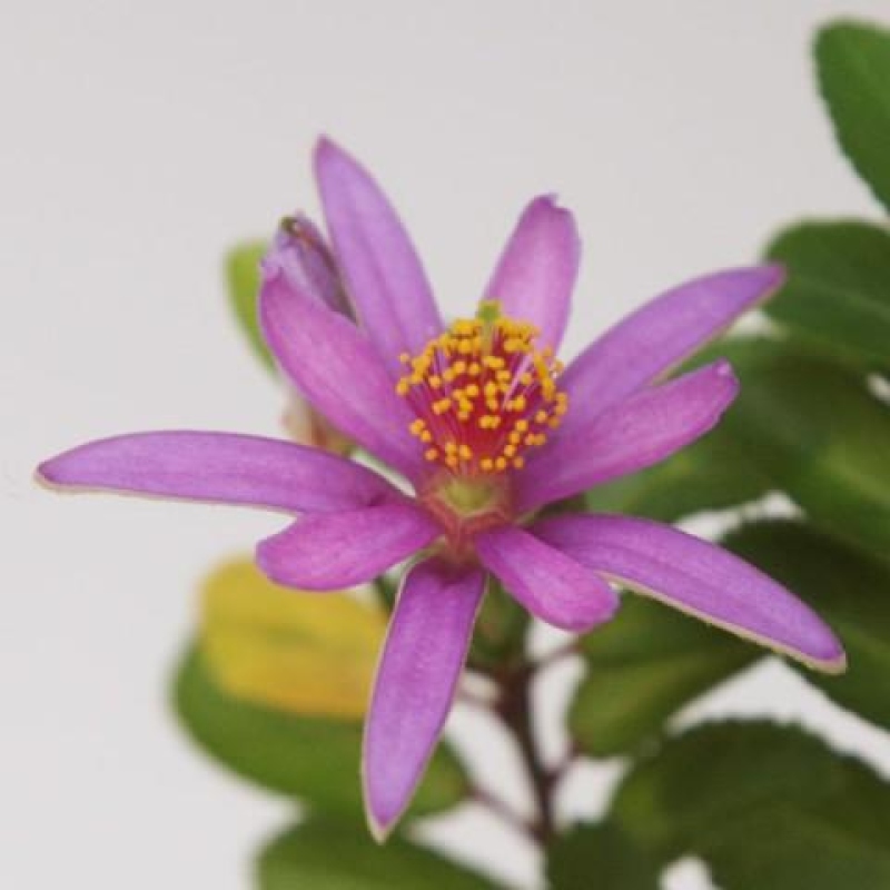 Pokojová bonsai-Grewia occidentalis- Hvězdice lavandulová