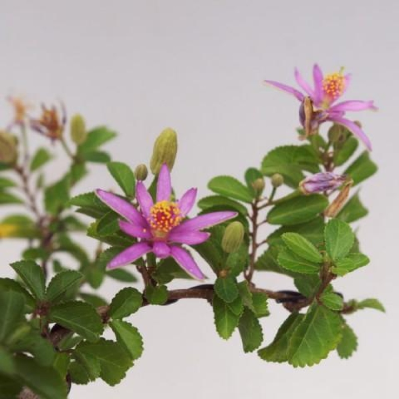 Pokojová bonsai-Grewia occidentalis- Hvězdice lavandulová