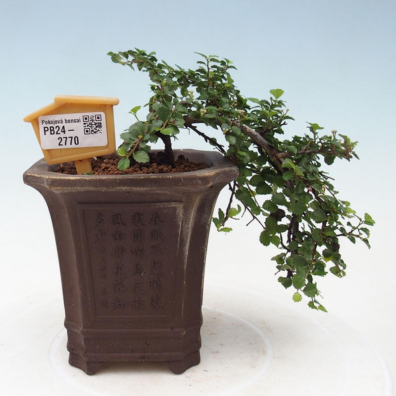 Pokojová bonsai - Grewia sp. - Grewie malolistá