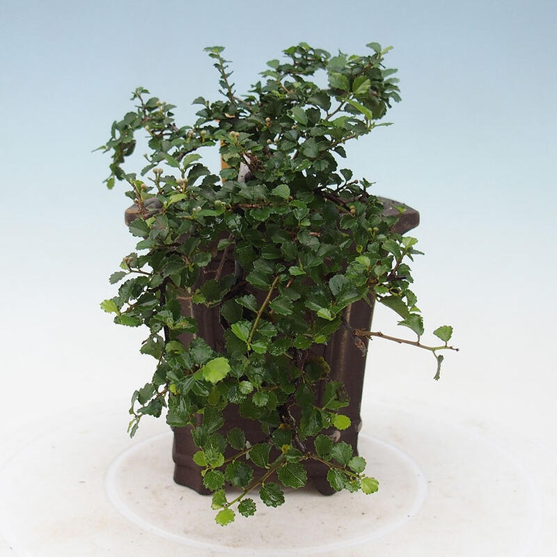 Pokojová bonsai - Grewia sp. - Grewie malolistá