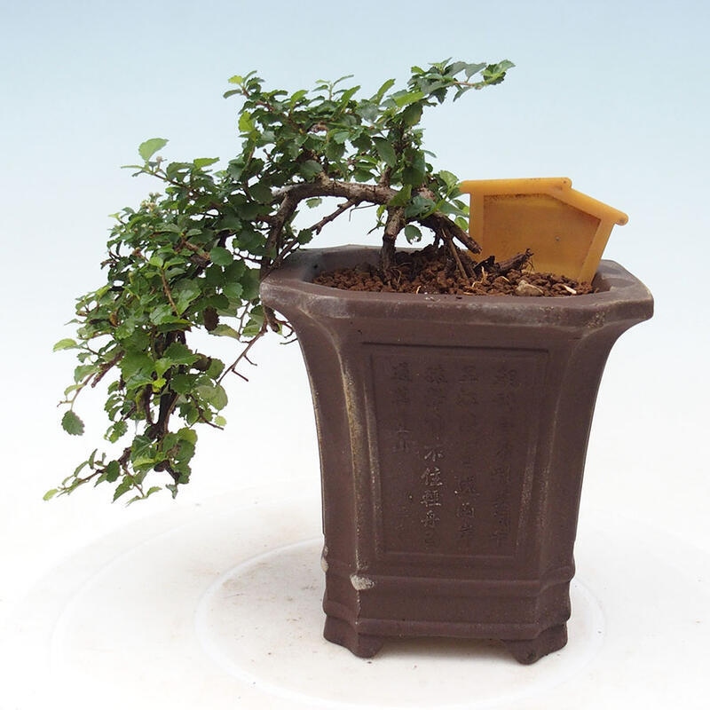 Pokojová bonsai - Grewia sp. - Grewie malolistá