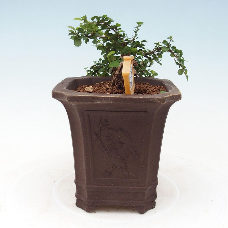 Pokojová bonsai - Grewia sp. - Grewie malolistá