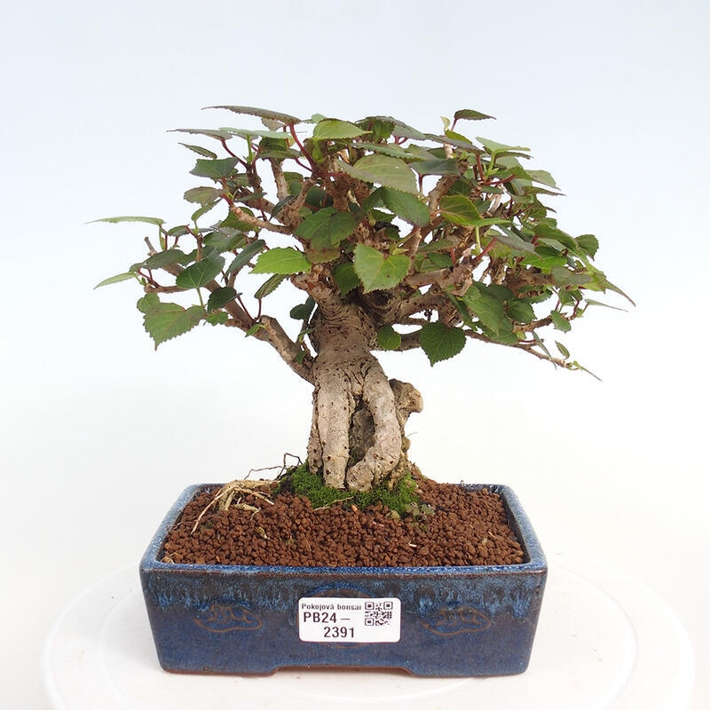 Pokojová bonsai - Hibiscus tiliaceus - Ibišek lípovitý, morský