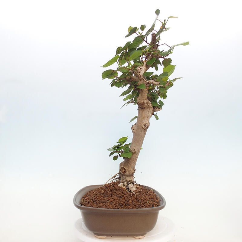 Pokojová bonsai - Hibiscus tiliaceus - Ibišek lípovitý, morský