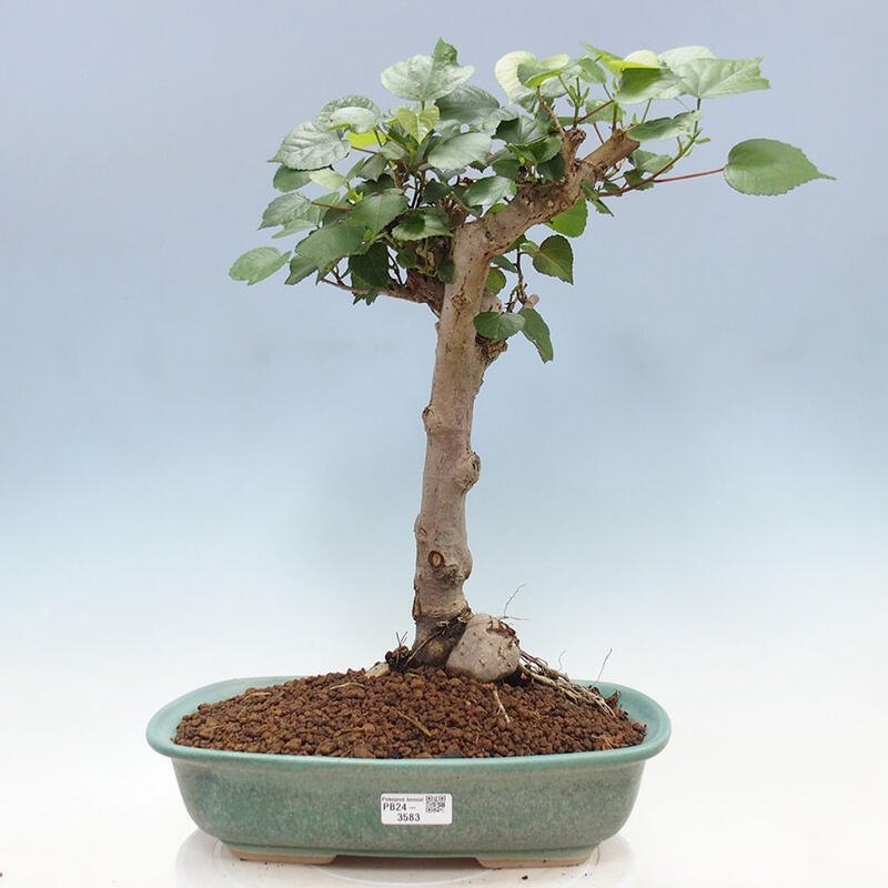 Pokojová bonsai - Hibiscus tiliaceus - Ibišek lípovitý, morský + kniha SUISEKI Zdarma
