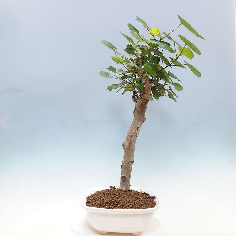 Pokojová bonsai - Hibiscus tiliaceus - Ibišek lípovitý, morský + kniha SUISEKI Zdarma