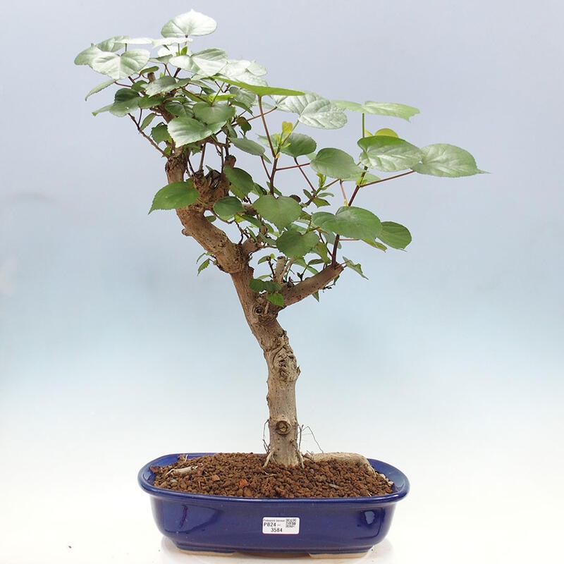 Pokojová bonsai - Hibiscus tiliaceus - Ibišek lípovitý, morský + kniha SUISEKI Zdarma