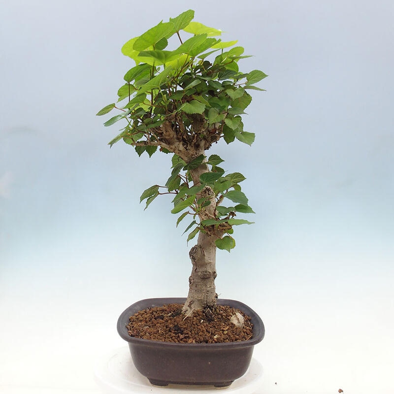 Pokojová bonsai - Hibiscus tiliaceus - Ibišek lípovitý, morský + kniha SUISEKI Zdarma