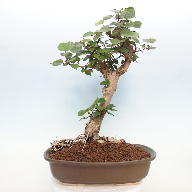 Pokojová bonsai - Hibiscus tiliaceus - Ibišek lípovitý, morský