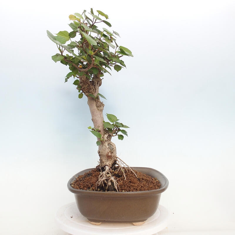 Pokojová bonsai - Hibiscus tiliaceus - Ibišek lípovitý, morský