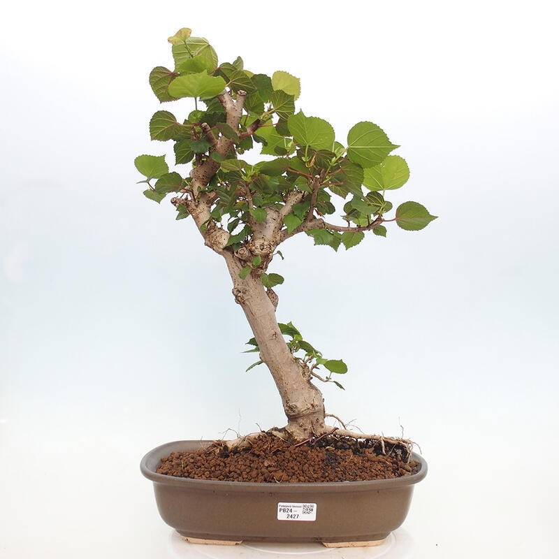 Pokojová bonsai - Hibiscus tiliaceus - Ibišek lípovitý, morský