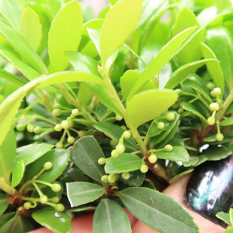 Pokojová bonsai - Ilex crenata - Cesmína