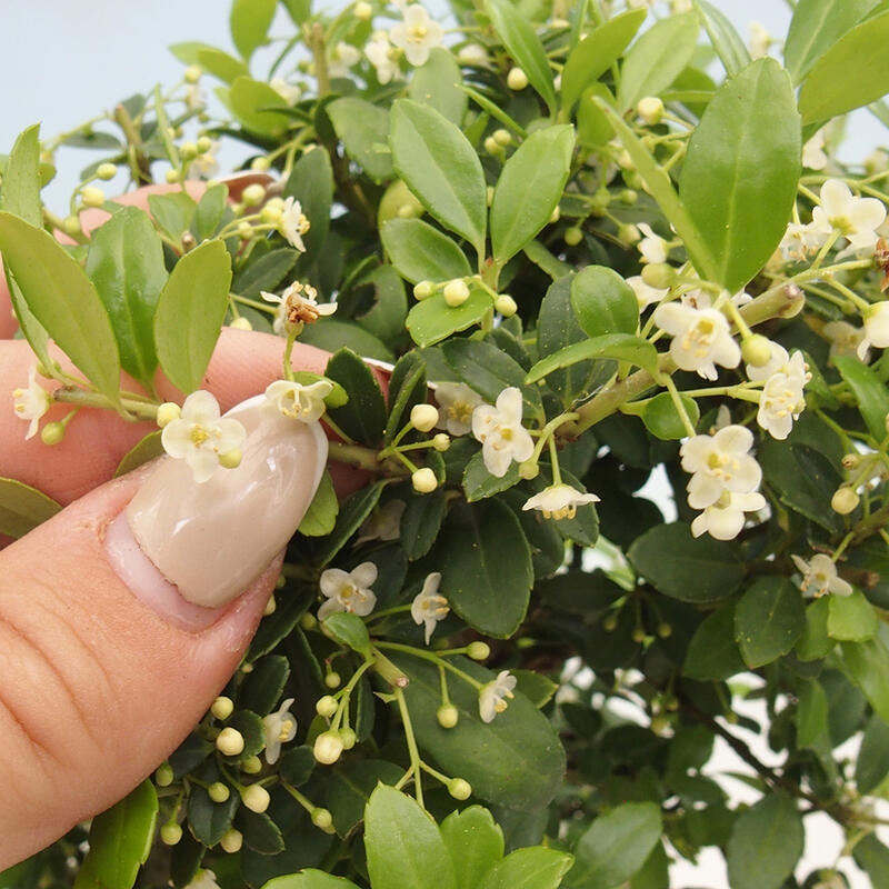 Pokojová bonsai - Ilex crenata - Cesmína