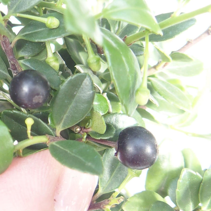 Kokedama s podmiskou - Ilex crenata - Cesmína