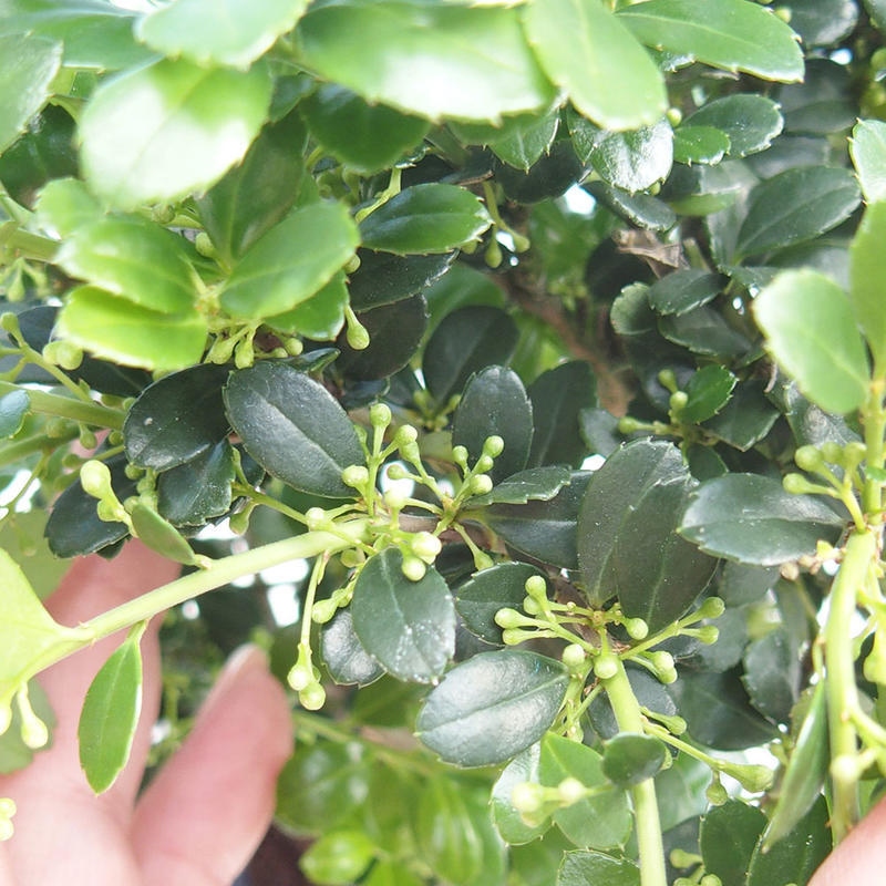 Kokedama s podmiskou - Ilex crenata - Cesmína