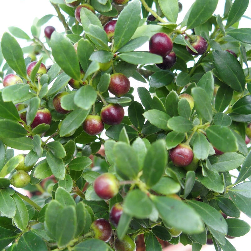 Pokojová bonsai - Ilex crenata - Cesmína