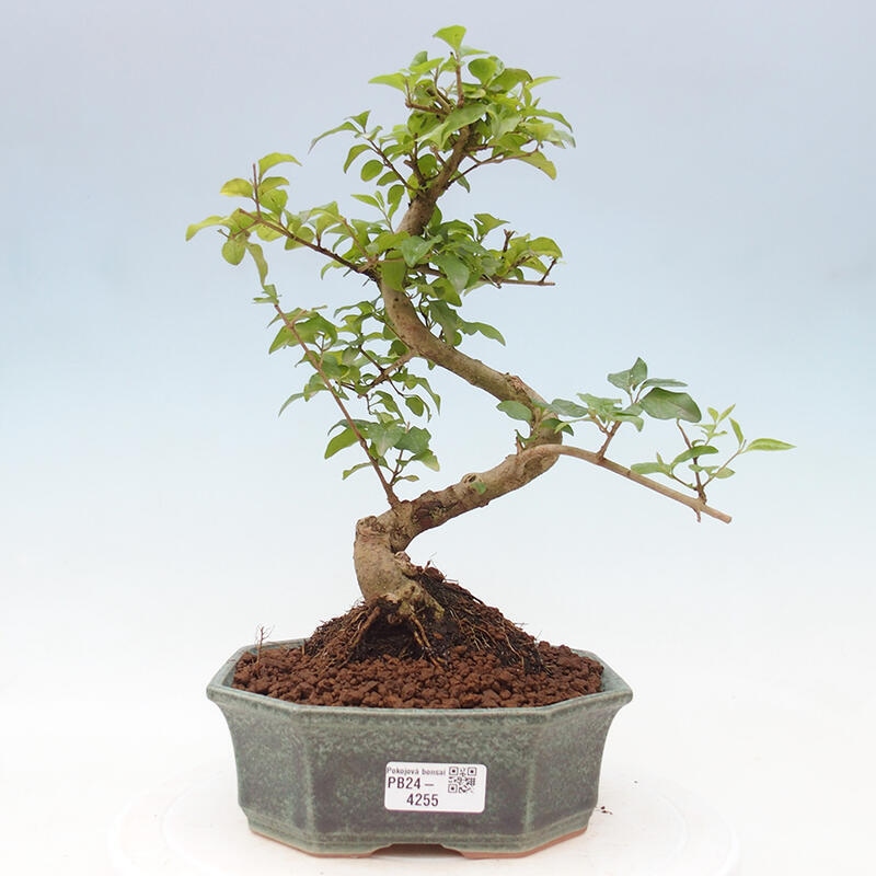 Pokojová bonsai -Ligustrum chinensis - Ptačí zob