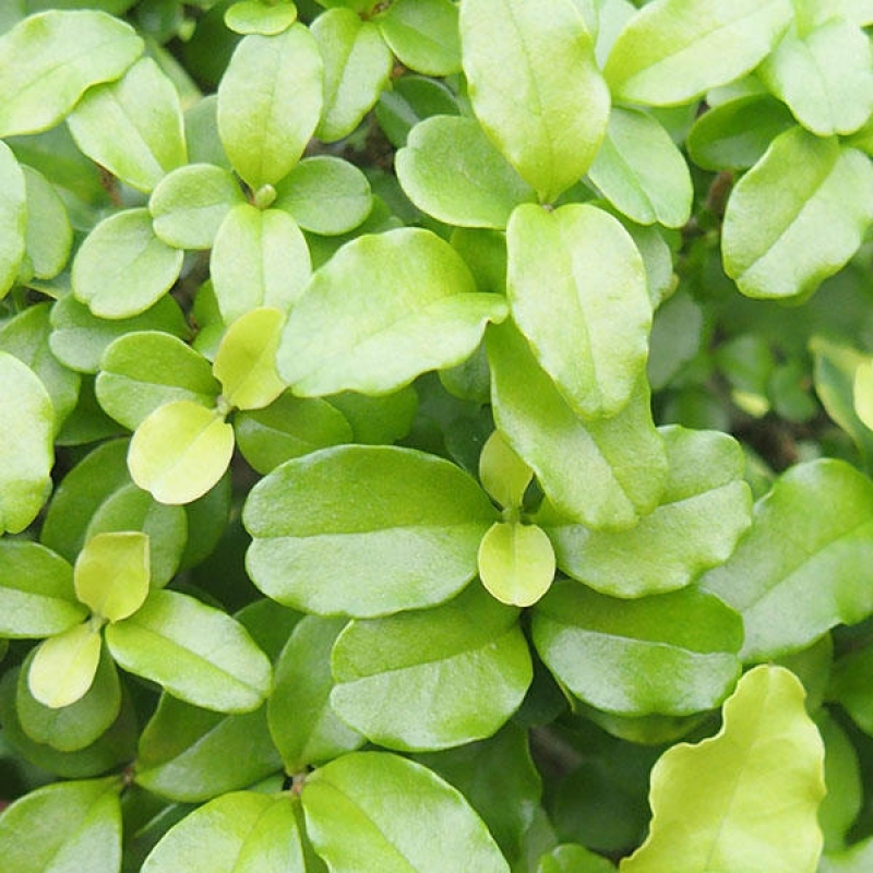 Pokojová bonsai -Ligustrum retusa - malolistý ptačí zob