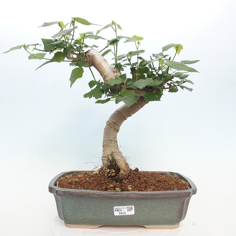 Pokojová bonsai - Malvaviscus arboreus - ibiškovec dřevnatý