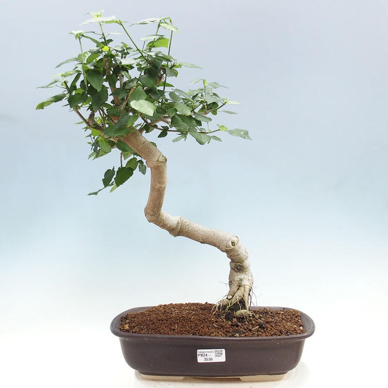 Pokojová bonsai - Malvaviscus arboreus - ibiškovec dřevnatý + kniha SUISEKI Zdarma