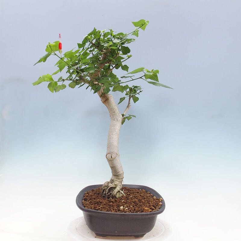 Pokojová bonsai - Malvaviscus arboreus - ibiškovec dřevnatý + kniha SUISEKI Zdarma