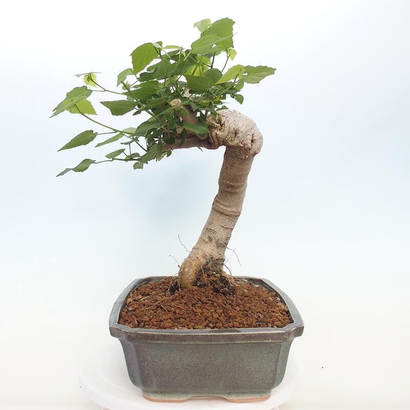 Pokojová bonsai - Malvaviscus arboreus - ibiškovec dřevnatý