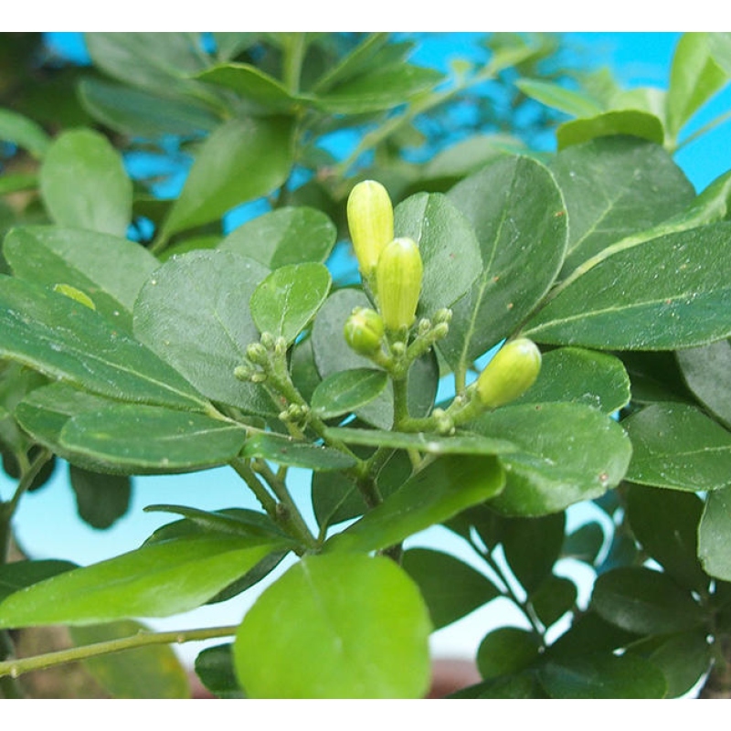 Pokojová bonsai - Muraya paniculata