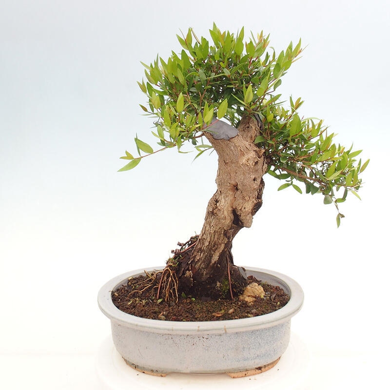 Pokojová bonsai - Myrtus communis - Myrta obecná
