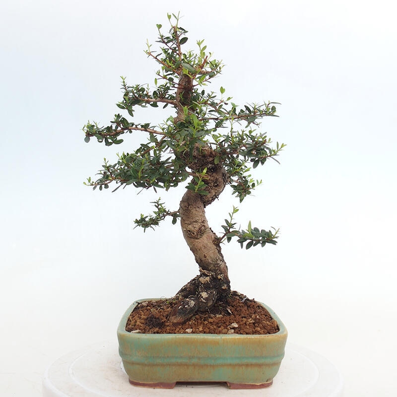 Pokojová bonsai - Myrtus communis - Myrta obecná